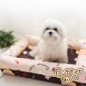 【奶油獅】台灣製造-保暖阻地氣-布套可拆洗-搖滾星星寵物記憶床墊-中(10kg以下適用)-卡其咖啡